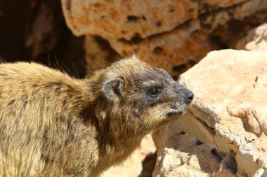 Daman bir taşa oturur ve güneşin altında basks 