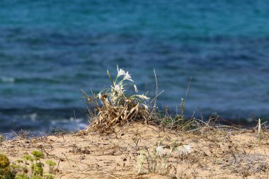 kum ve taşların üzerinde zor koşullarda yeşil bitkiler ve çiçekler büyüdü 