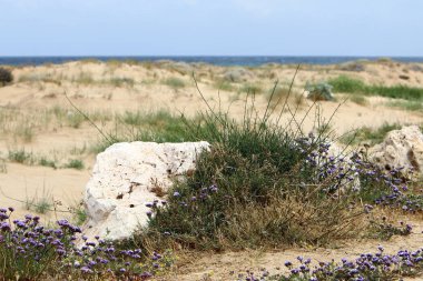 kum ve taşların üzerinde zor koşullarda yeşil bitkiler ve çiçekler büyüdü 