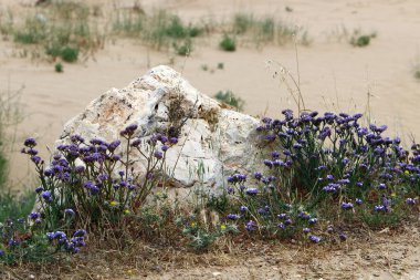 kum ve taşların üzerinde zor koşullarda yeşil bitkiler ve çiçekler büyüdü 