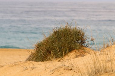 kum ve taşların üzerinde zor koşullarda yeşil bitkiler ve çiçekler büyüdü 
