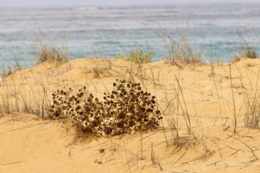 kum ve taşların üzerinde zor koşullarda yeşil bitkiler ve çiçekler büyüdü 