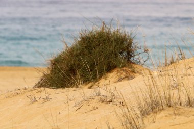 kum ve taşların üzerinde zor koşullarda yeşil bitkiler ve çiçekler büyüdü 