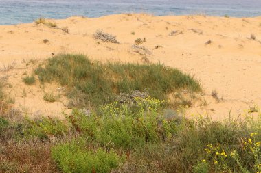 kum ve taşların üzerinde zor koşullarda yeşil bitkiler ve çiçekler büyüdü 