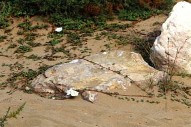 kum ve taşların üzerinde zor koşullarda yeşil bitkiler ve çiçekler büyüdü 