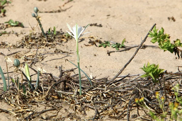 Plantas Flores Verdes Crecieron Condiciones Difíciles Arena Piedras —  Fotos de Stock