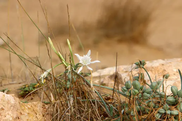 绿色植物和花卉生长在困难的条件下的沙子和石头 — 图库照片