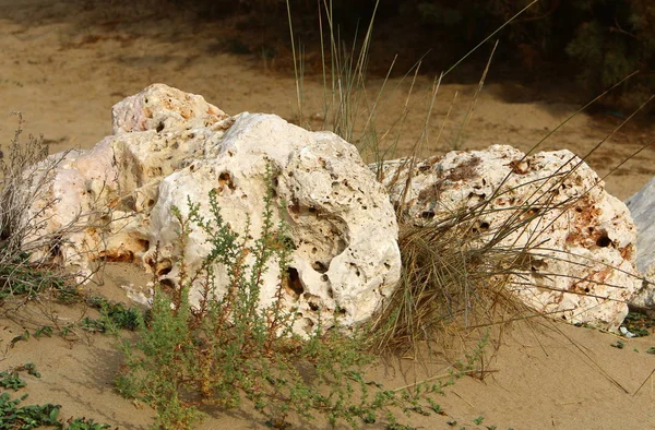 Les Plantes Les Fleurs Vertes Ont Grandi Dans Des Conditions — Photo