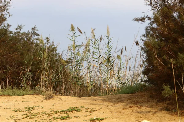 Plantas Verdes Flores Cresceram Condições Difíceis Areia Pedras — Fotografia de Stock