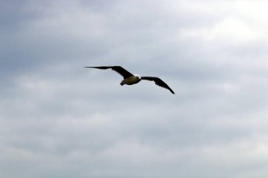 Dünya'nın gökyüzü görünümü bağlıdır günün saati, yıl ve ana hava saati. 