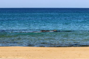 Akdeniz'de İsrail devletinin kuzey kıyısında 