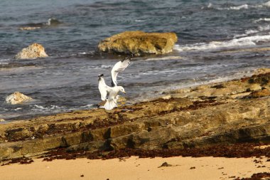 Akdeniz'de İsrail devletinin kuzey kıyısında 