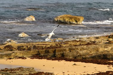 Akdeniz'de İsrail devletinin kuzey kıyısında 