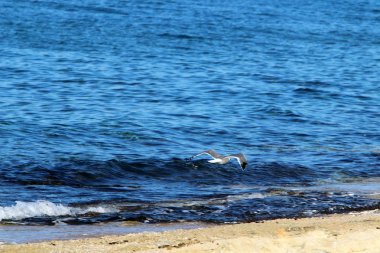 Akdeniz'de İsrail devletinin kuzey kıyısında 