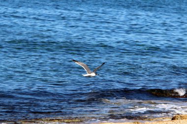 Akdeniz'de İsrail devletinin kuzey kıyısında 