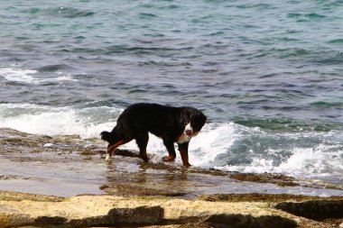 köpek Akdeniz sahili boyunca sahilde yürüyor 