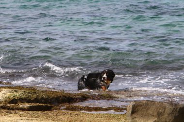 köpek Akdeniz sahili boyunca sahilde yürüyor 
