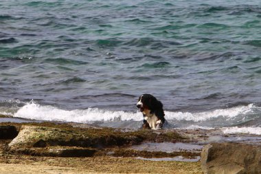 köpek Akdeniz sahili boyunca sahilde yürüyor 