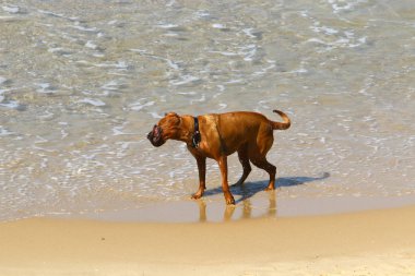 köpek Akdeniz sahili boyunca sahilde yürüyor 