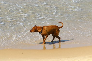 köpek Akdeniz sahili boyunca sahilde yürüyor 