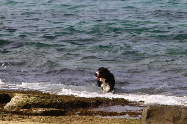 Σκύλος Που Περπατά Στην Παραλία Κατά Μήκος Της Μεσογειακής Ακτής — Φωτογραφία Αρχείου
