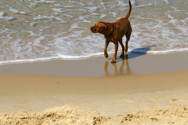 Dog Walks Beach Mediterranean Coast — Stock Photo, Image