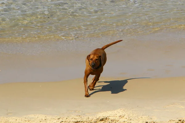 Собака Гуляет Пляжу Вдоль Средиземноморского Побережья — стоковое фото