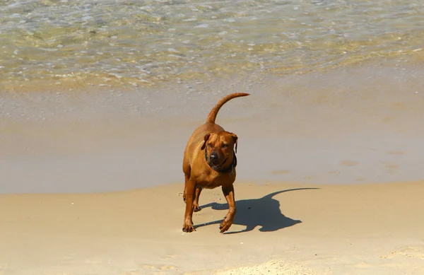 Собака Гуляет Пляжу Вдоль Средиземноморского Побережья — стоковое фото