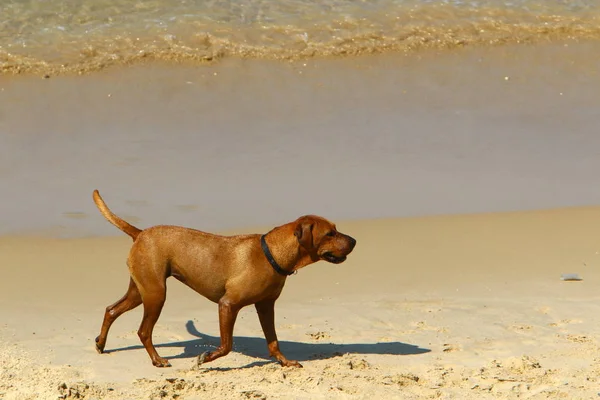 Dog Walks Beach Mediterranean Coast — Stock Photo, Image