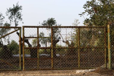 Bir çit bir yabancı topraklarda kenarlığını işaretlemek için kullanılan bir yapıdır.  