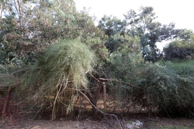 Bir çit bir yabancı topraklarda kenarlığını işaretlemek için kullanılan bir yapıdır.  