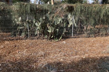 Bir çit bir yabancı topraklarda kenarlığını işaretlemek için kullanılan bir yapıdır.  