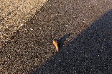 Kaldırım sokak şehir iki tarafında bulunan bir yaya geçit olduğunu. 