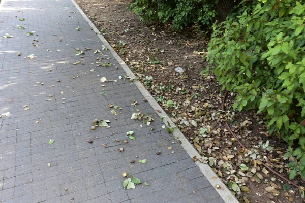 Bestrating Een Voetpad Gelegen Aan Zijden Van Straat Stad — Stockfoto