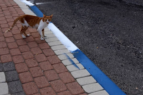 Pavimento Una Pasarela Peatonal Situada Los Lados Calle Ciudad —  Fotos de Stock