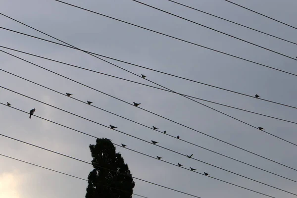 Elektrische Drähte Auf Dem Träger Der Strom Ist — Stockfoto