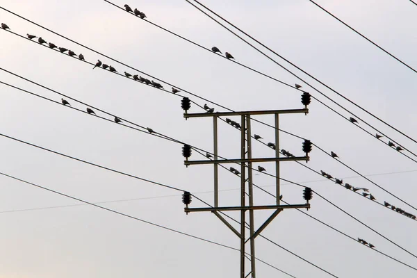 Elektrische Drähte Auf Dem Träger Der Strom Ist — Stockfoto