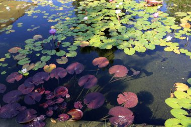Sonbahar bitki ve çiçekler İsrail 