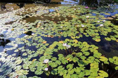 Sonbahar bitki ve çiçekler İsrail 