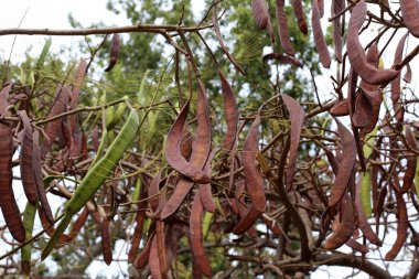 Sonbahar bitki ve çiçekler İsrail 