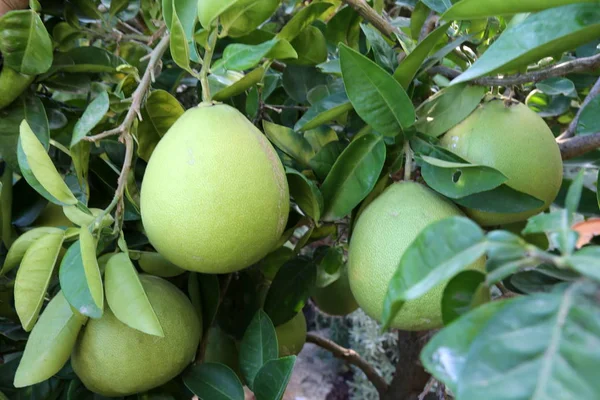 Piante Fiori Autunnali Israele — Foto Stock