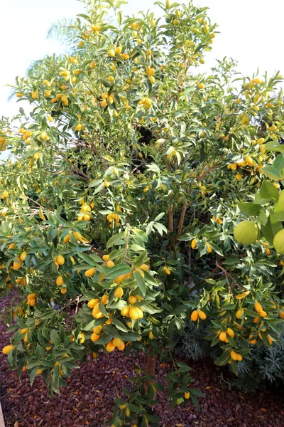 Hösten Växter Och Blommor Israel — Stockfoto