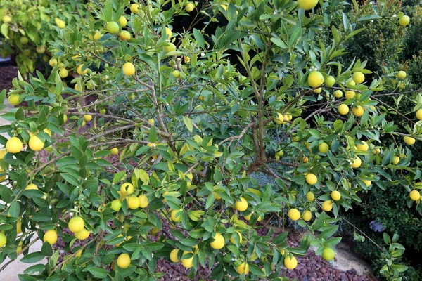 秋の植物とイスラエル共和国の花 — ストック写真