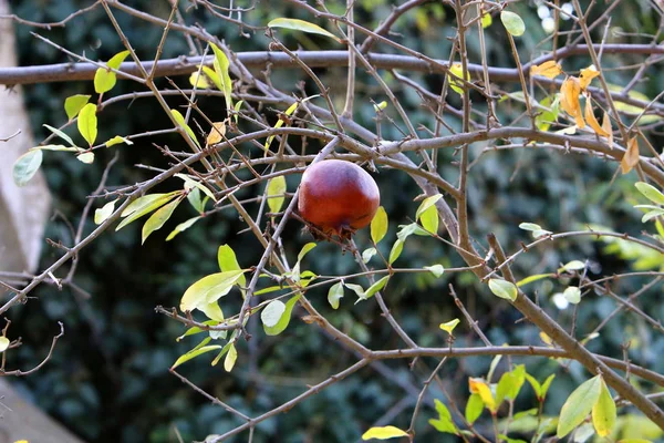 Piante Fiori Autunnali Israele — Foto Stock