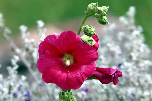 秋の植物とイスラエル共和国の花 — ストック写真