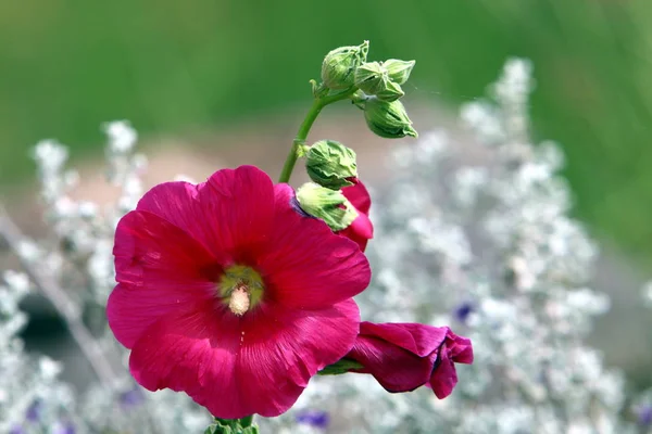 秋の植物とイスラエル共和国の花 — ストック写真