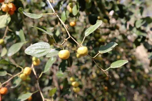 Piante Fiori Autunnali Israele — Foto Stock