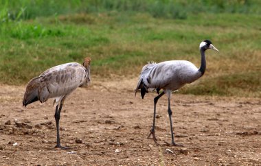 Ulusal kuş kutsal Hula Kuzey İsrail'de bulunan göçmen kuşlar       