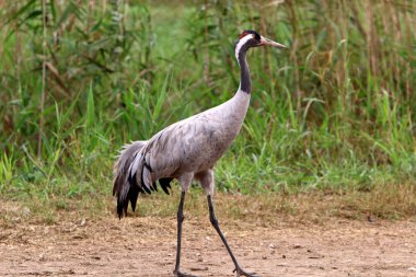 Ulusal kuş kutsal Hula Kuzey İsrail'de bulunan göçmen kuşlar       