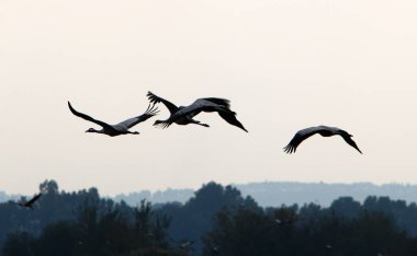 Ulusal kuş kutsal Hula Kuzey İsrail'de bulunan göçmen kuşlar       